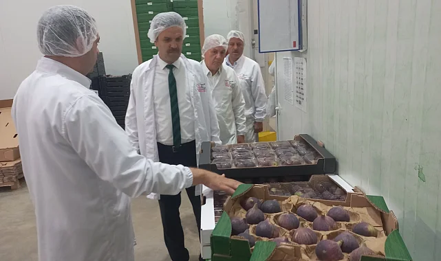Bursa Siyah İnciri'ne coğrafi işaret denetimi