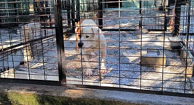 Bursa'da ata saldıran köpek yakalandı