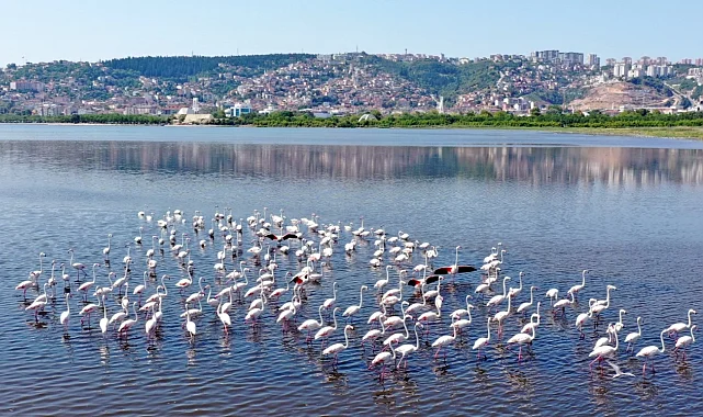 İzmit Körfezi'nin pembe süsleri geldi... Biyoçeşitlilik artıyor