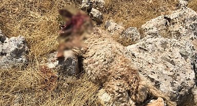 Mardin'de aç kurtlar saldırdı! 15 koyun telef oldu