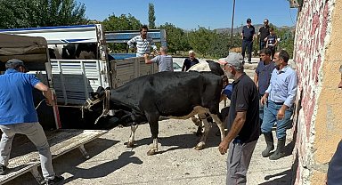 Rotary'den depremzede ailelere gebe düve yardımı