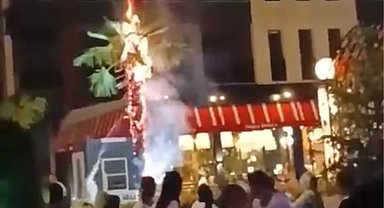 Sönmeyen izmarit palmiyeyi küle çevirdi