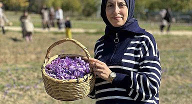 'Dünyanın en pahalı baharatı' safranı hasat etmek için soluğu tarlalarda aldılar
