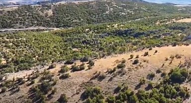 Adıyaman'da kaybolan 52 küçükbaş hayvan jandarma tarafından bulundu