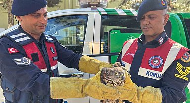 Arguvan'da yaralı Kızıl Şahin koruma altına alındı