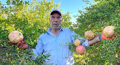 Avrupa Birliği tescilli narın hasadı başladı