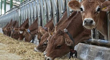 Avrupa'yı saran 'mavi dil' hastalığı nedeniyle Türkiye ithalatı durdurdu