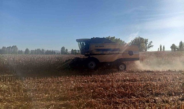Beylikova Belediyesi danelik mısır hasadına başladı