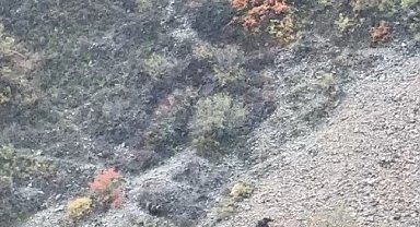 Boz ayılar bu kez Susuz'da görüntülendi