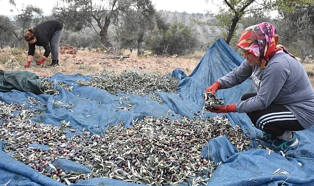 Bursa Ziraat Odaları, zeytin toplama işçilik ücretlerini belirledi