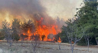 Çanakkale'de orman yangını