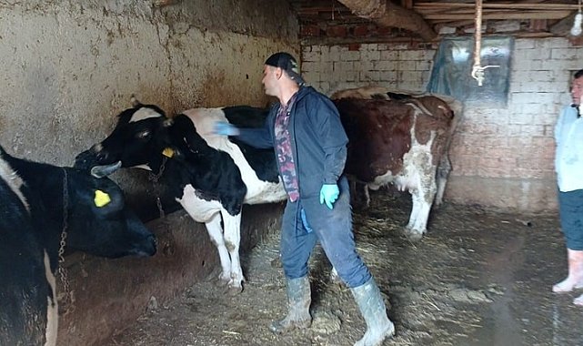 Çay'da büyükbaş hayvanlara aşılama yapıldı