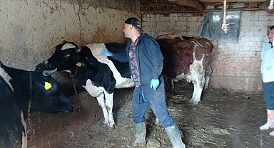 Çay'da büyükbaş hayvanlara aşılama yapıldı
