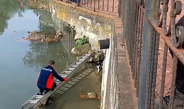 Çaya düşen kedinin yardım çağrısına itfaiye yetişti