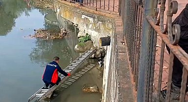 Çaya düşen kedinin yardım çağrısına itfaiye yetişti