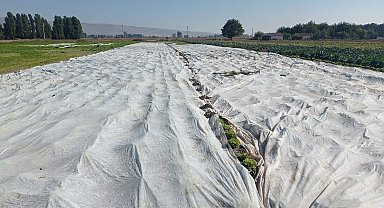 Çiftçiler tarım ürünlerini branda ile korudu