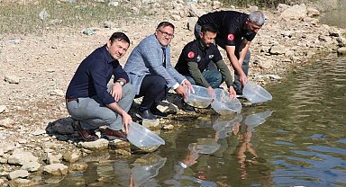 Dicle ilçesindeki Kralkızı Barajına 100 bin pullu sazan yavrusu bırakıldı