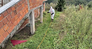 Doğu Karadeniz'in en büyük ilçesi Ortahisar'da kahverengi kokarca ile mücadelede ilaçlama seferberliği başlatıldı