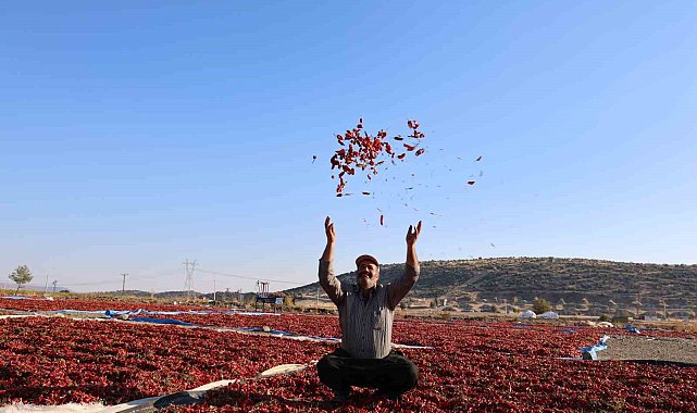 En acı hasat: Maraş biberinde üretim 50 bin ton