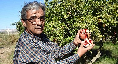 Gaziantep'te çiftçiler nar hasadına hazırlanıyor