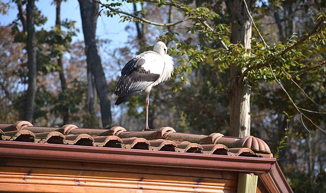 Göç yolundaki leylekler bu evde şifa buluyor