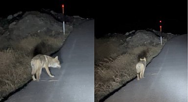 Hakkari'de aç kalan kurt yerleşim alanına indi