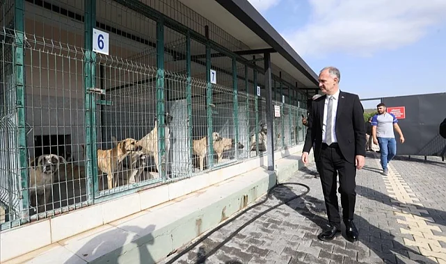 İnegöl'de sokak hayvanları için yeni adımlar atılıyor