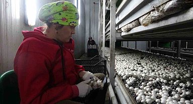 Isparta'da yıllık 400 ton mantar üretiliyor