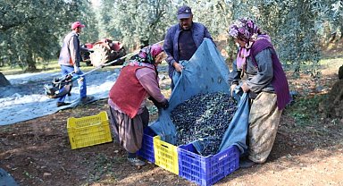 İşte zeytinin 1 kg maliyeti!