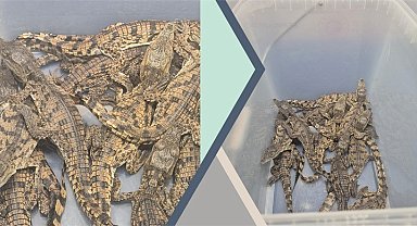 Kaçak yollarla Türkiye'ye getirilen timsahlara el konuldu