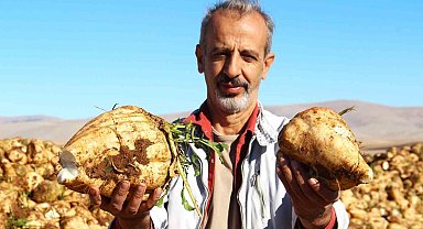 Kahramanmaraş'ta şeker pancarı hasadı başladı