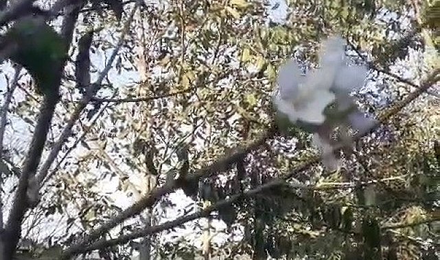 Karabük'te elma, erik ve kiraz ağaçları ekim ayında çiçek açtı