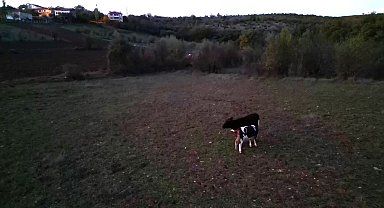 Kayıp hayvanlar dron ile bulundu