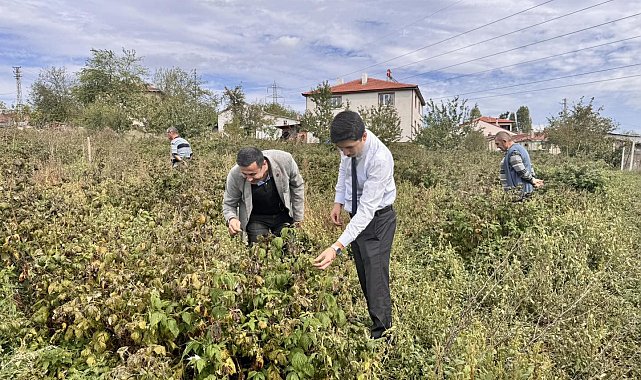 Kaymakam Kahraman, ahududu ve aronya tarlalarında inceleme yaptı