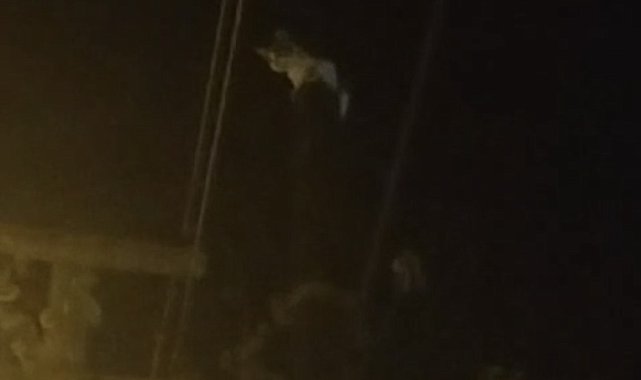 Kedi, telefon direğinde mahsur kaldı