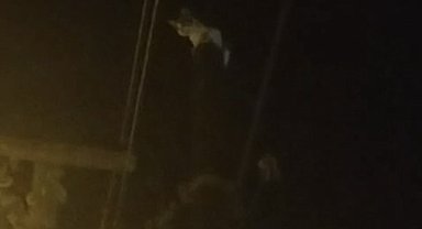 Kedi, telefon direğinde mahsur kaldı