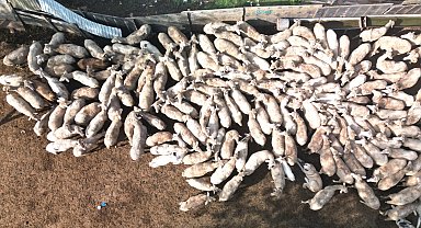 Kocaeli Büyükşehir'in koç desteğiyle 5.400 kuzu doğdu