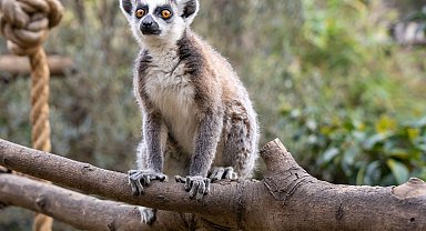 Lemur türlerinin korunmasına dikkat çekildi