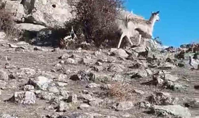 Mardin'de ceylan görüntülendi
