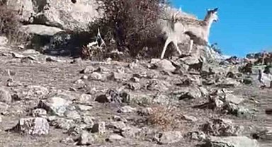 Mardin'de ceylan görüntülendi