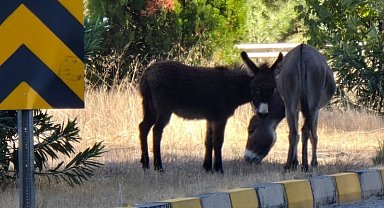 Marmaris'te trafikte eşek tehlikesi