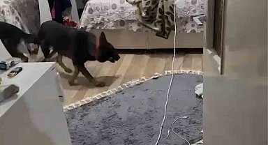 Narkotik köpeği "Tepe" 3 bin 622 adet uyuşturucu hap buldu