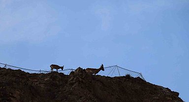 Olur'da yaban keçileri köylüler tarafından korunuyor