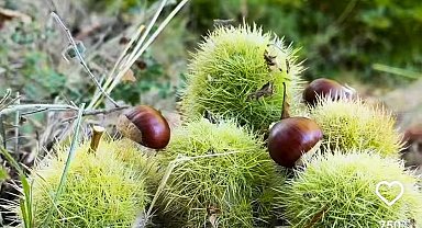 Simav'ın Kara Elması kestane hasadı başladı