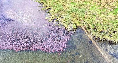 Terkos Gölü'nde mest eden manzara: Çiçekler gölün yarısını pembeye boyadı