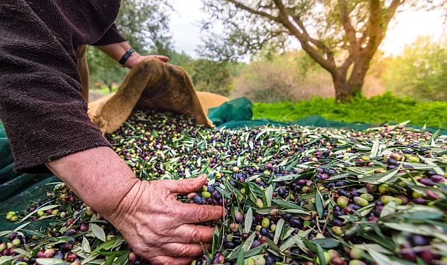 Türkiye sofralık zeytin ihracatında 210 milyon dolara ulaştı