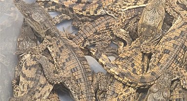 Türkiye'ye kaçak getirilen Nil timsahlarına el konuldu