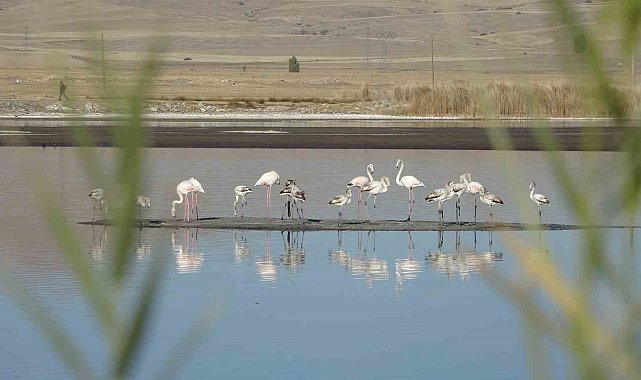 Ulaş Gölü'nde flamingo sürprizi, kuraklıkla boğuşan göl renklendi