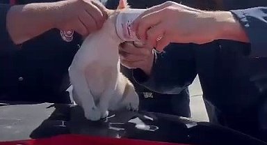 Yaramaz kedi, kafasını konserve kutusuna sıkıştırdı