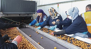 Yerli cevizde 60 bin ton rekolte beklentisi